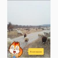 Продам Баранов