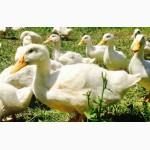 Продам пекинскую утку или инкубационное яйцо пекинской утки