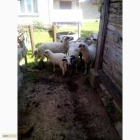 Вівці, ягнята, барани