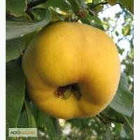 Продам саженцы Айва лесная низкорослая (без кома)