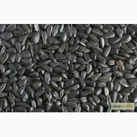 Насіння соняшника на експорт від виробника / Sunflower seeds for export