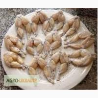 Лягушачьи лапки продам