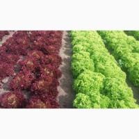 Продам салат красный тип Лола Росса, сорт Кармези