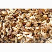 Свежие корма дробина сырая