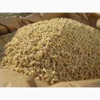 Свежие корма дробина сырая