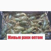 Продам живые ракы