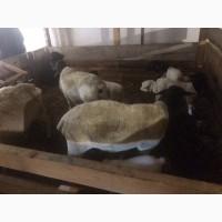 Продам баранчиков породи ДОРПЕР