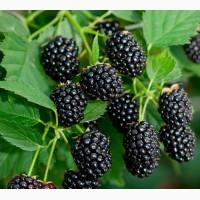 Продам саженцы, кусты Ежевики без игол 2-х и 3-х летки