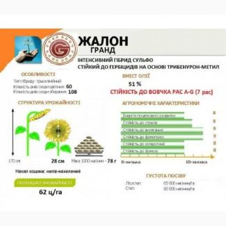 Насіння соняшника Жалон Гранд під Гранстар