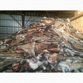 Куплю Шкуры кроля