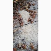 Продам 2 сорт равлика Мюлер