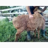 Продам племінних курдючих баранчиків 3-4 міс