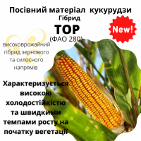 Посівний матеріал КУКУРУДЗИ. НОВИЙ гібрид -ТОР(ФАО280)