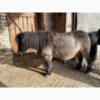 Продается пони, кобыла