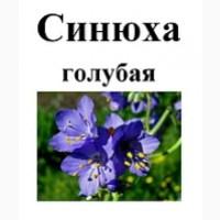 СИНЮХА ГОЛУБАЯ корень. Место сбора: Алтай