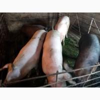 Продам свиней живым весом. Свиньи домашние. Донецкая обл