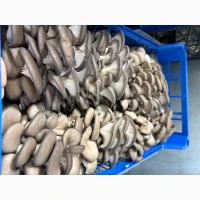 Продам вешенку оптом на постоянной основе