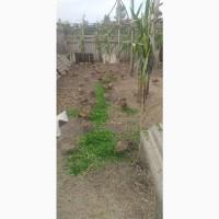 Продам мисливських фазанів