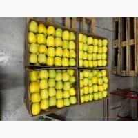 Продам яблука з холодильника