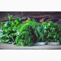 Продам петрушку, укроп, зелень та інші овочі. Врожай 2013р