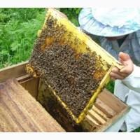 Продам Бджолопакети