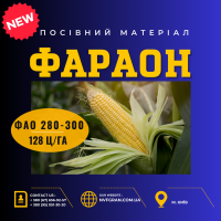 ФАРАОН (ФАО 280-300) новинка 2024р. Насіння кукурудзи гібрид Української селекції