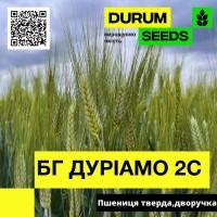 Насіння пшениці BG Duriamo 2S / БГ Дуріамо 2С (дворучка / тверда) Durum Seeds