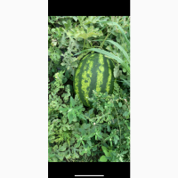 Кавун Талісман, юта