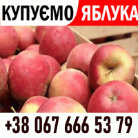 Закуповуємо яблоко на сік, на переробку Форма оплати будь-яка - Новий сезон