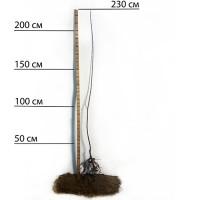 Саджанці абрикоса Чорний Принц - 1-річний