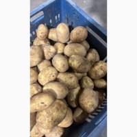 Продам картоплю найвищої якості і тривалого зберігання. Опт.З ПДВ