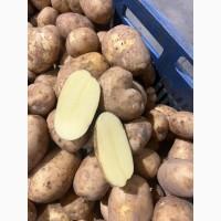 Продам картоплю найвищої якості і тривалого зберігання. Опт.З ПДВ