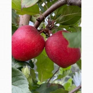 Продамо яблука із власного саду виробника - ФГ «Голден+» / Закарпаття