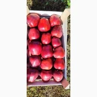 Фото 7. Продамо яблука із власного саду виробника - ФГ «Голден+» / Закарпаття