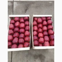 Фото 9. Продамо яблука із власного саду виробника - ФГ «Голден+» / Закарпаття