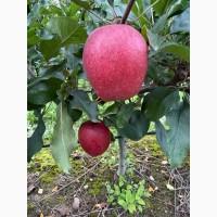 Продамо яблука із власного саду виробника - ФГ «Голден+» / Закарпаття