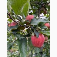 Продамо яблука із власного саду виробника - ФГ «Голден+» / Закарпаття