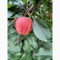 Продамо яблука із власного саду виробника - ФГ «Голден+» / Закарпаття