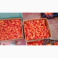 Продам томат сливку ІНКАС