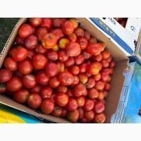 Помідор сливка