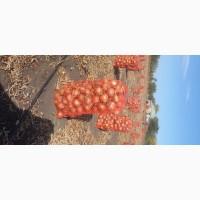 Продам товарну цибулю сорт Боско