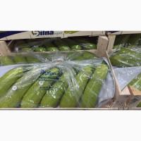 Продам молодой кабачек