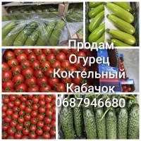 Продам молодой кабачек