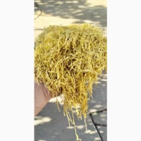 Вірджінія голд самий класний табачок