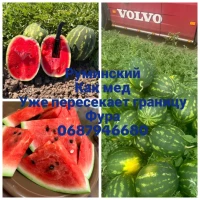 Продам арбуз(кавун)