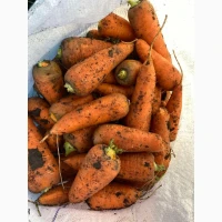 Продам моркву