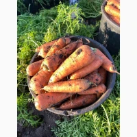 Продам моркву