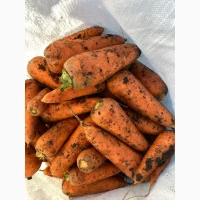 Продам моркву