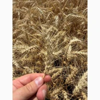 Озима пшениця Сталева 1 реп. (Харківська обл.) - 12 500 грн/т