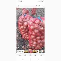 Продам лук